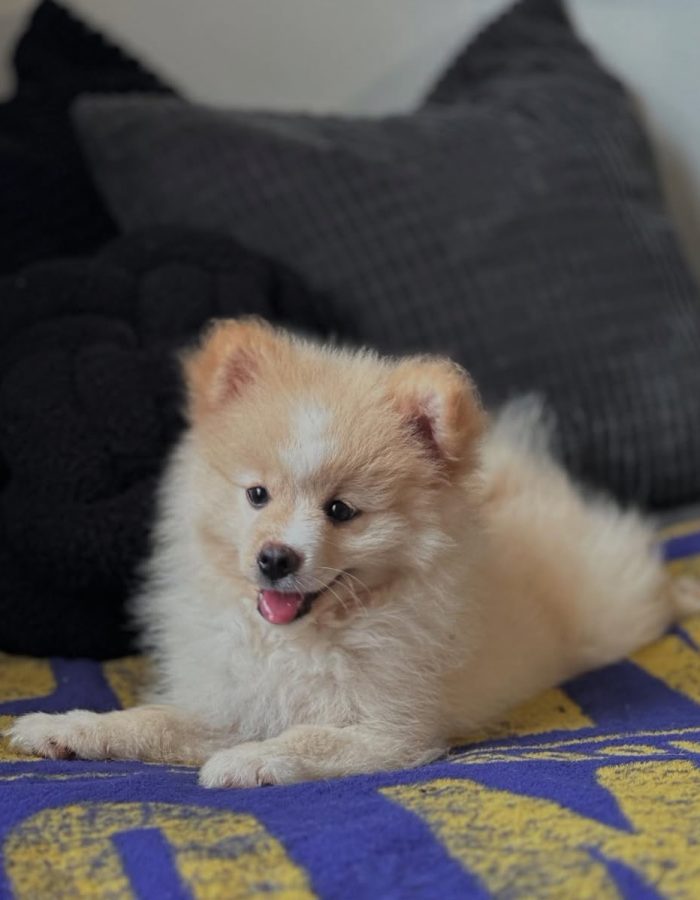 Sadie