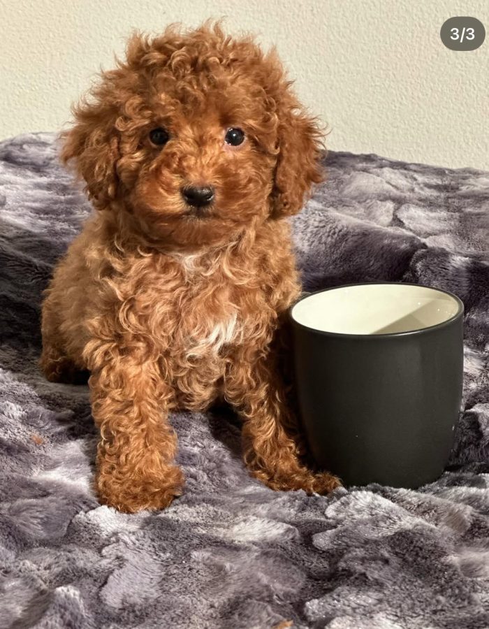 Coco
