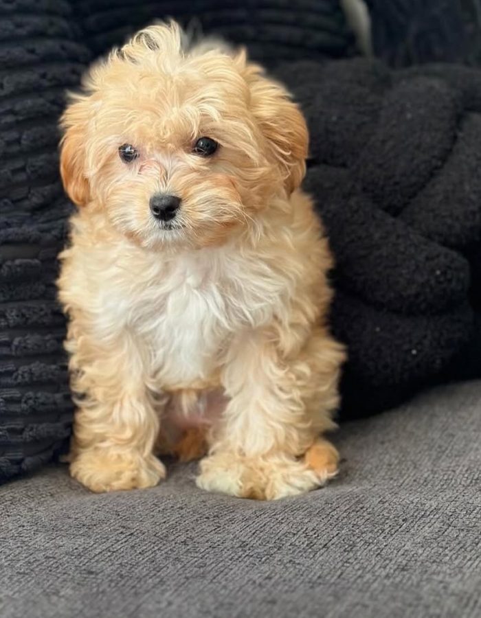 Zoe