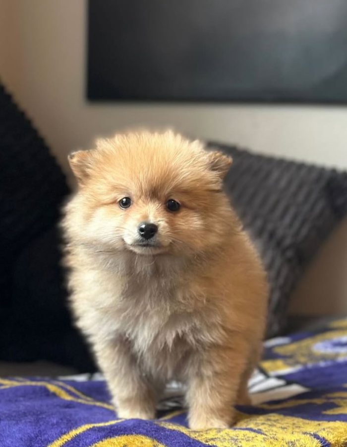Buddy