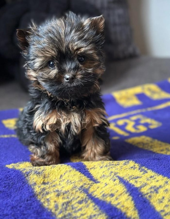 Charlie