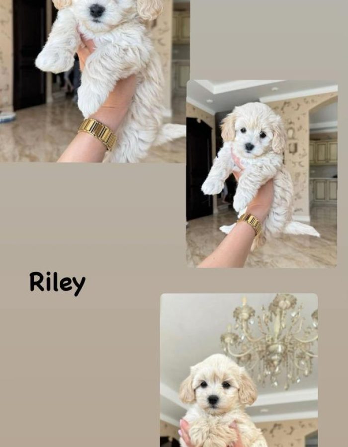 Riley